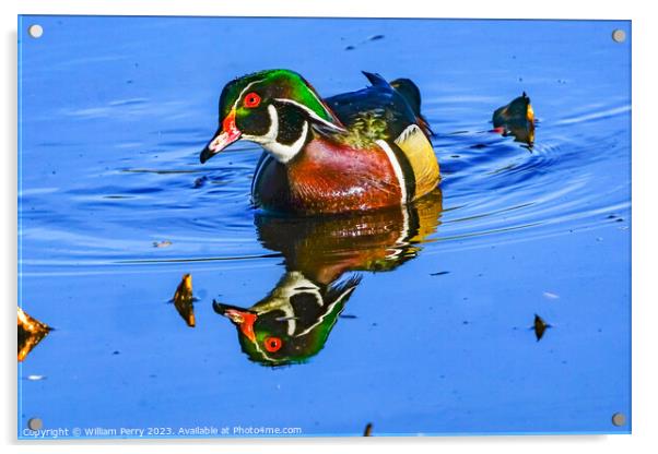 Male Wood Duck Juanita Bay Park Lake Washington Kirkland Washiin Acrylic by William Perry