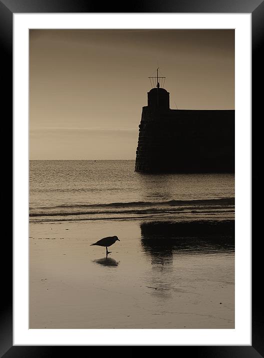 Saundersfoot Seagull Framed Mounted Print by Creative Photography Wales