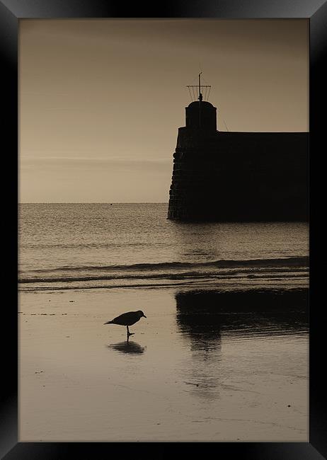 Saundersfoot Seagull Framed Print by Creative Photography Wales