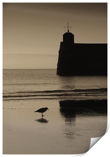 Saundersfoot Seagull Print by Creative Photography Wales