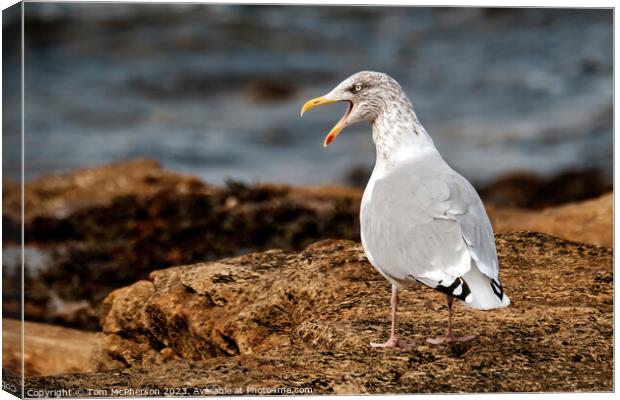 Angry Gull Canvas Print by Tom McPherson