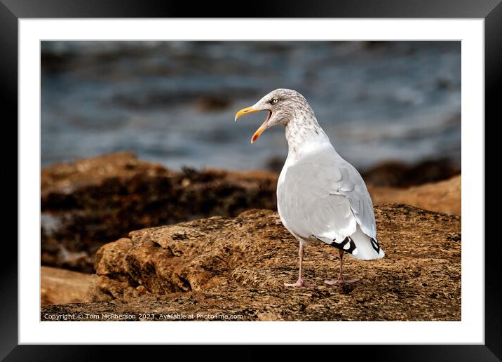 Angry Gull Framed Mounted Print by Tom McPherson