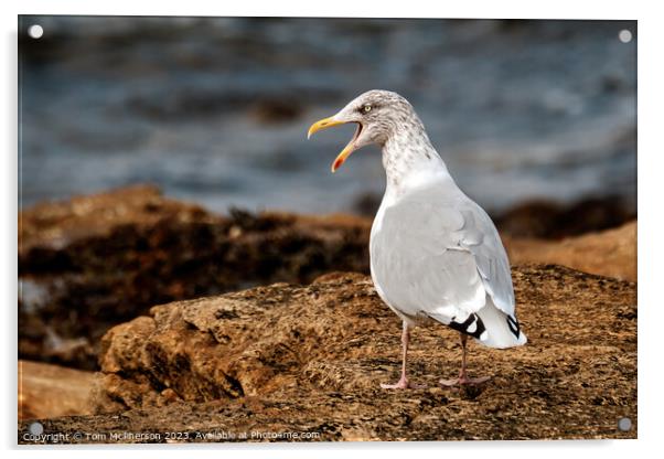 Angry Gull Acrylic by Tom McPherson