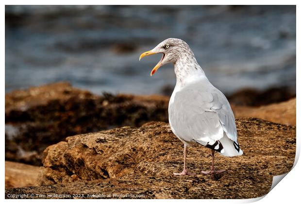 Angry Gull Print by Tom McPherson
