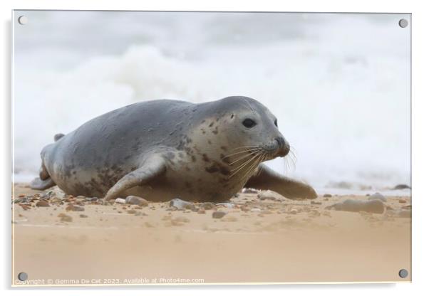 Grey Seal, Horsey Gap Beach, Norfolk Acrylic by Gemma De Cet