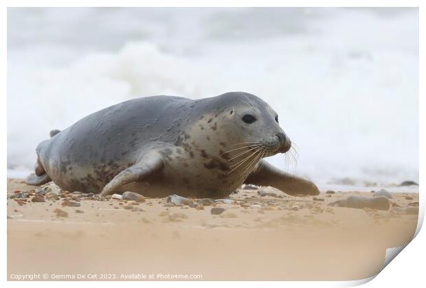 Grey Seal, Horsey Gap Beach, Norfolk Print by Gemma De Cet