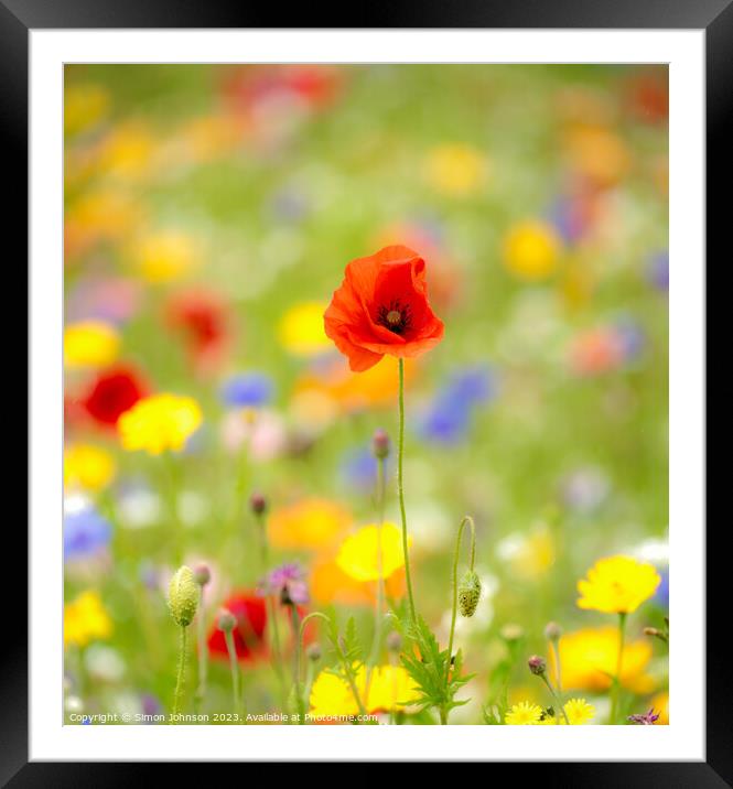 Poppy Framed Mounted Print by Simon Johnson