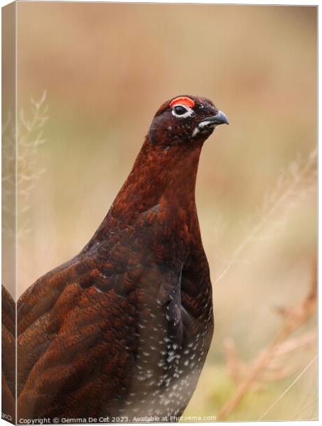 Male Red Grouse Portrait  Canvas Print by Gemma De Cet