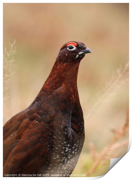 Male Red Grouse Portrait  Print by Gemma De Cet