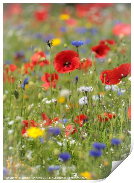  poppy and meadow flowers Print by Simon Johnson