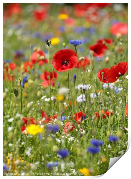  poppy and meadow flowers Print by Simon Johnson
