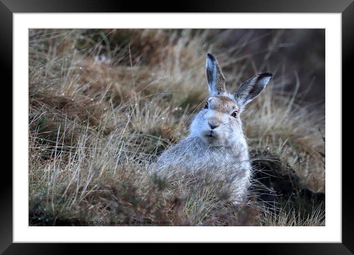 White Mountain Hare, Peak District  Framed Mounted Print by Gemma De Cet