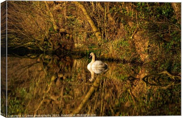 Stillness, Swan Beauty. Canvas Print by 28sw photography
