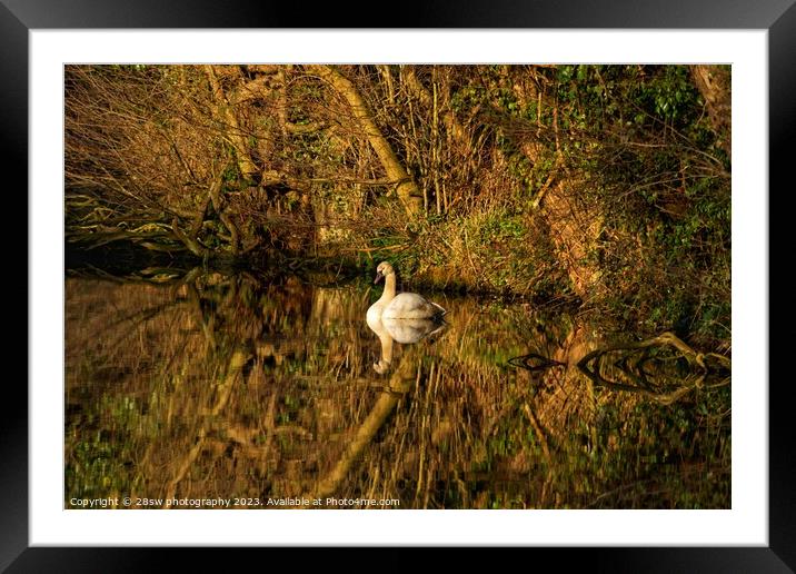 Stillness, Swan Beauty. Framed Mounted Print by 28sw photography