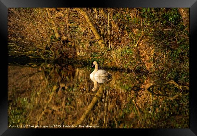 Stillness, Swan Beauty. Framed Print by 28sw photography