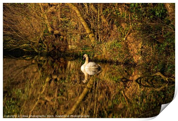 Stillness, Swan Beauty. Print by 28sw photography