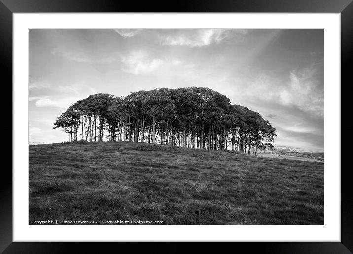 The Nearly Home trees Black and White Framed Mounted Print by Diana Mower