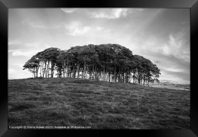 The Nearly Home trees Black and White Framed Print by Diana Mower