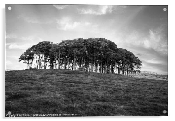 The Nearly Home trees Black and White Acrylic by Diana Mower