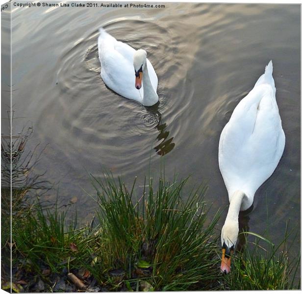 Swans at lunch Canvas Print by Sharon Lisa Clarke