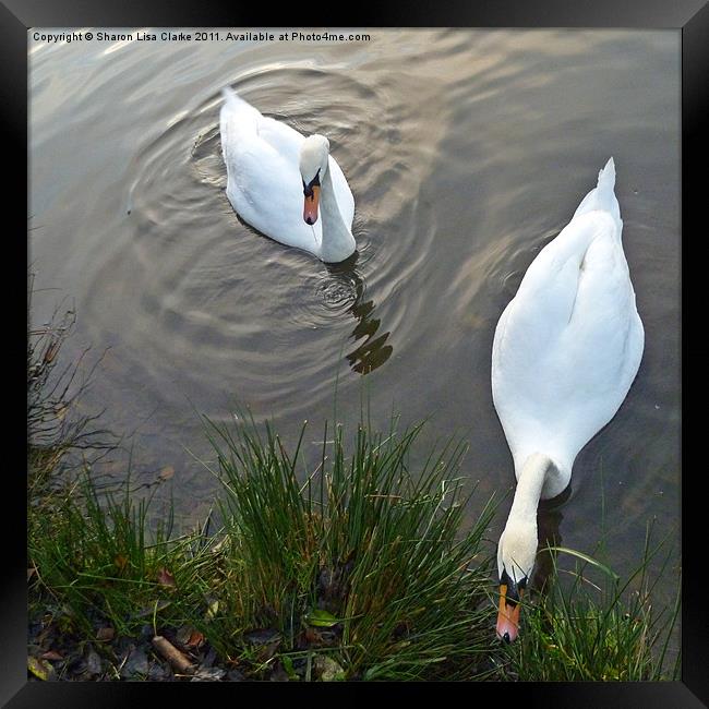 Swans at lunch Framed Print by Sharon Lisa Clarke