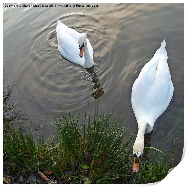 Swans at lunch Print by Sharon Lisa Clarke