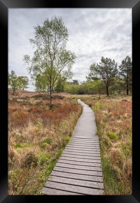 Board walk around the top of High Dam Tarn Framed Print by Jason Wells