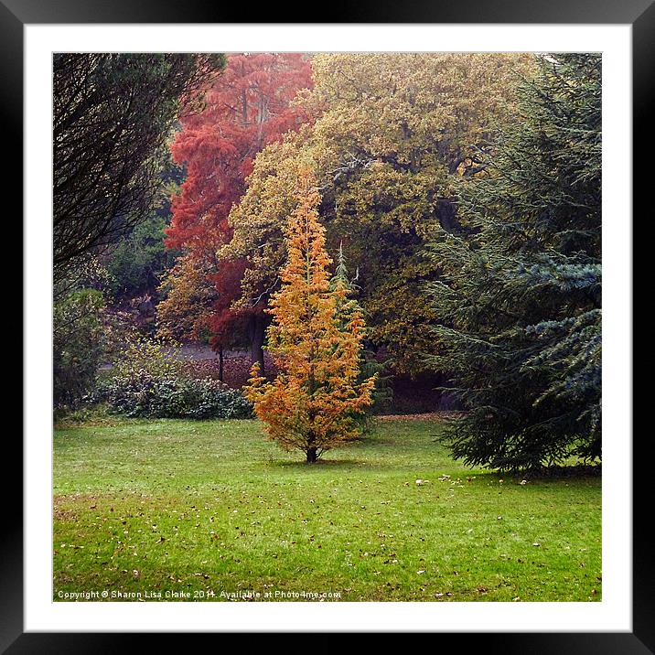 Autumn Trees Framed Mounted Print by Sharon Lisa Clarke