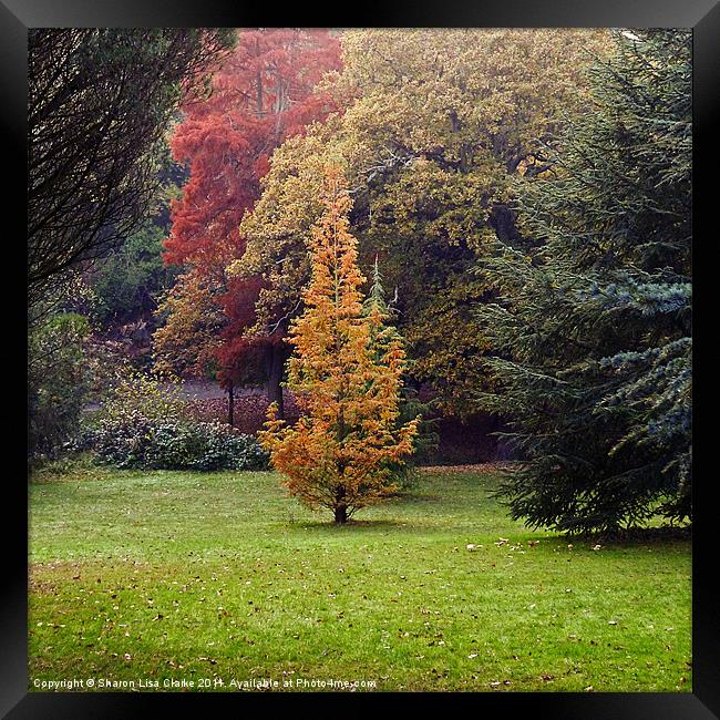Autumn Trees Framed Print by Sharon Lisa Clarke