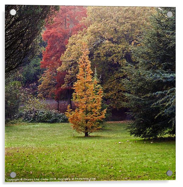 Autumn Trees Acrylic by Sharon Lisa Clarke