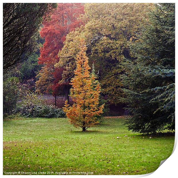 Autumn Trees Print by Sharon Lisa Clarke