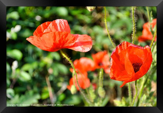 beautiful red poppies Framed Print by Steven Dale