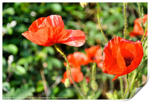 beautiful red poppies Print by Steven Dale