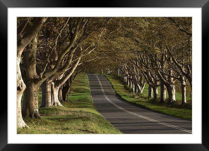 The Avenue 2 Framed Mounted Print by Daniel Bristow