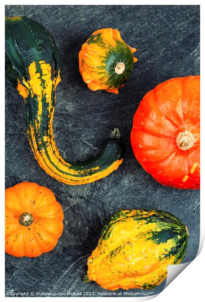 Autumn still life with pumpkins Print by Mykola Lunov Mykola