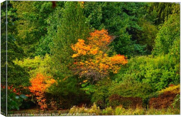 Highfields, Nature's Painting. Canvas Print by 28sw photography