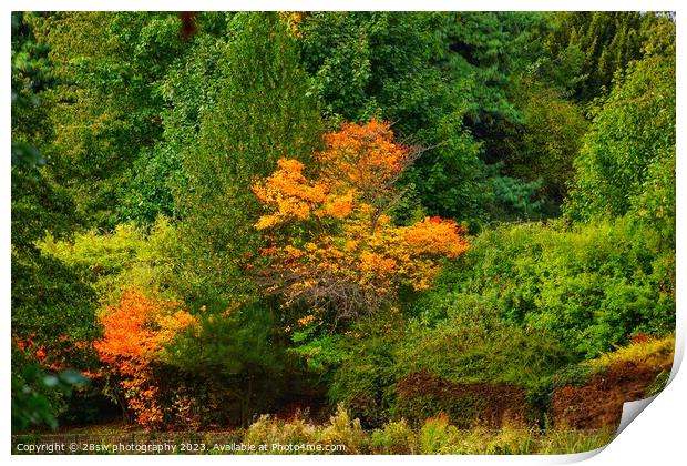 Highfields, Nature's Painting. Print by 28sw photography