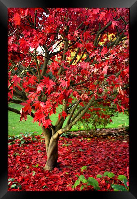 Red Autumn tree Framed Print by Lucy Antony