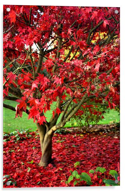 Red Autumn tree Acrylic by Lucy Antony