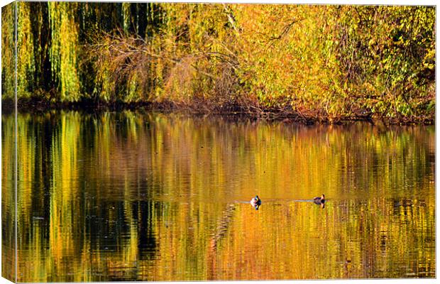 Autumn Reflections Canvas Print by Colin Metcalf