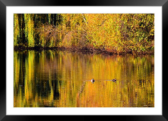 Autumn Reflections Framed Mounted Print by Colin Metcalf