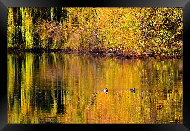 Autumn Reflections Framed Print by Colin Metcalf