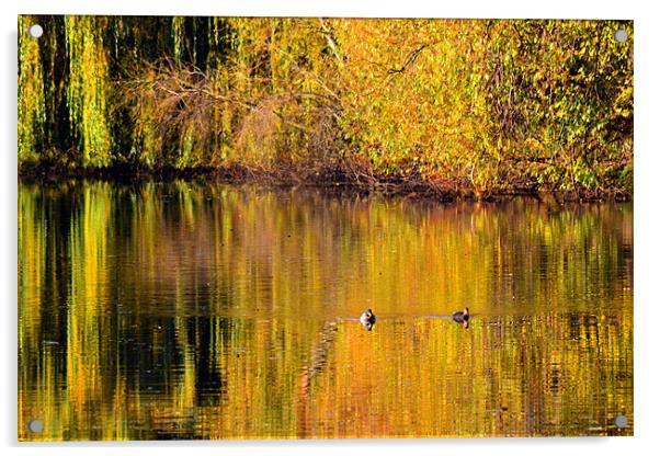 Autumn Reflections Acrylic by Colin Metcalf