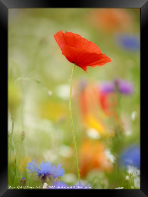 poppy flower with soft focus Framed Print by Simon Johnson