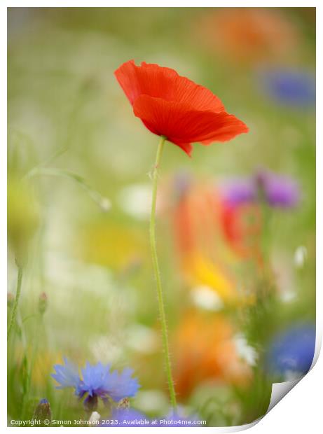 poppy flower with soft focus Print by Simon Johnson