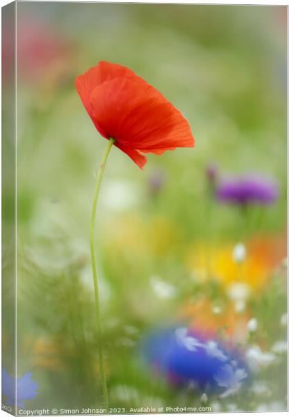 Poppy Flower  with soft focus Canvas Print by Simon Johnson