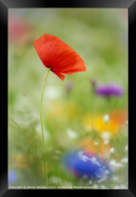 Poppy Flower  with soft focus Framed Print by Simon Johnson