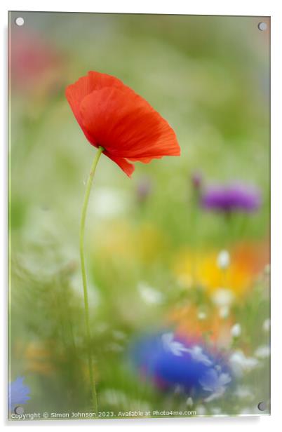 Poppy Flower  with soft focus Acrylic by Simon Johnson