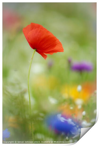 Poppy Flower  with soft focus Print by Simon Johnson