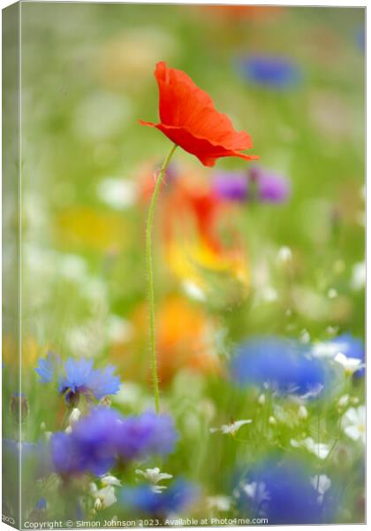 Poppy flower Canvas Print by Simon Johnson